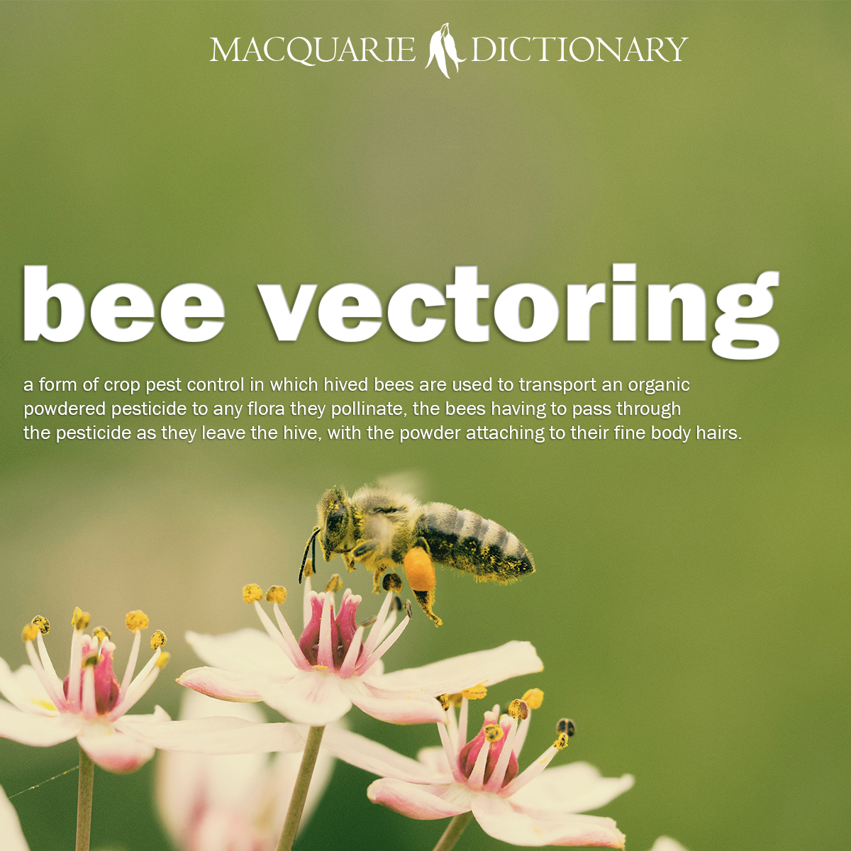 bee vectoring - a form of crop pest control in which hived bees are used to transport an organic powdered pesticide to any flora they pollinate, the bees having to pass through the pesticide as they leave the hive, with the powder attaching to their fine body hairs.